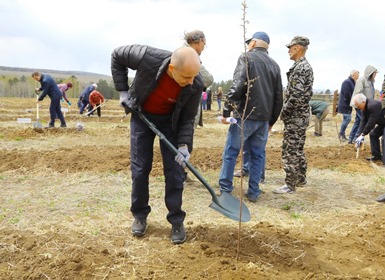 Сергей Сокол: лесовосстановление в регионе должно вестись системно